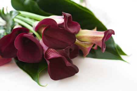 Beautiful bouquet of calla liliesの写真素材