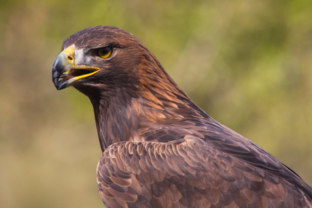 Portrait of an eagle in a parkの写真素材