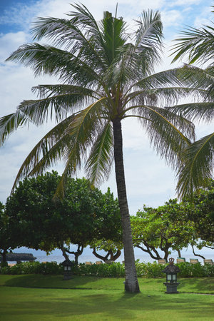 Tropical view of green palm trees on blue sky background in a park, near the beach on the island of Baliの写真素材