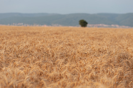 Ready to harvest field gold ears of wheat under the blue sky. beautiful summer landscapeの写真素材