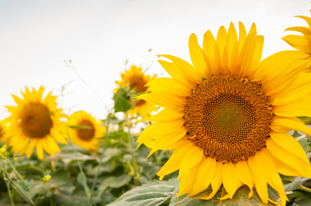 hot sunny day. one big sunflower on the background of sunflowers plantation.の写真素材