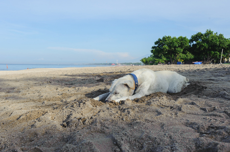 Walk on the morning beach on a tropical island A large white dog sleeps early in the morning on a sandy tropical beach. Palm trees and sand on an empty beach. Travel to the beach.の写真素材