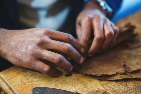 Process of making traditional cigars from tobacco leaves with own hands using a mechanical device and press. Leaves of tobacco for making cigars. Close-up, soft focus and beautiful bokeh.の写真素材