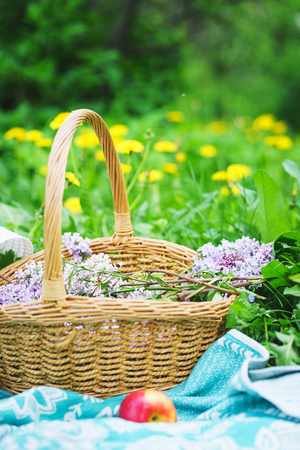 Fresh red apples with flowers in a straw basket. Summer vacation in nature. Spring flowers and picnic in the garden.の写真素材