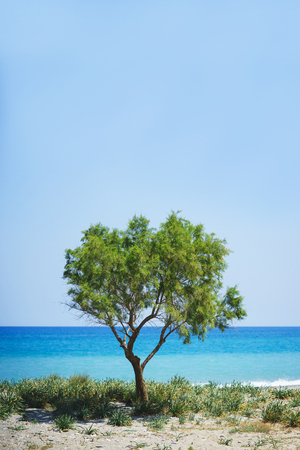 Beautiful seascape travel wallpaper. Dream beach with green grass beautiful tree and blue sea on the horizon. Soft focus and beautiful bokeh.の写真素材