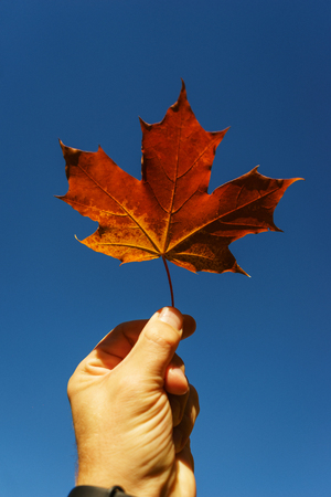 Bright orange maple leaf in hands with a clear blue sky on background. Warm autumn day in the park. Man is holding a leaf of a tree. Soft focus and beautiful bokeh.の写真素材