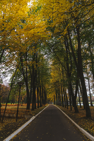 Autumn landscape. Warm autumn day in a bright color park. walking path in a city park surrounded by beautiful autumn trees. Rest, picnic and tranquility in nature. Calm and serenity.の写真素材