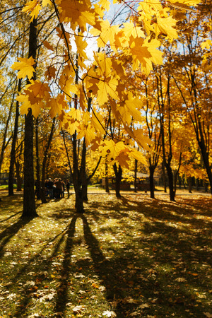Autumn landscape. Warm autumn day in a bright color park. Orange foliage and trees in the forest. Rest, picnic and tranquility in nature. Calm and serenity. Falling autumn leaf from a tree.の写真素材