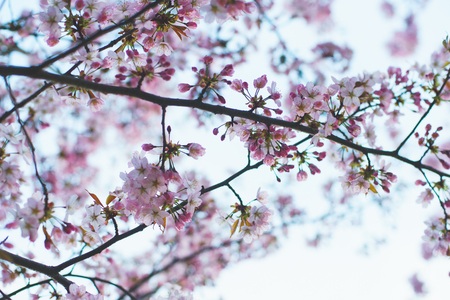 Spring flowering of apple, cherry, sakura. Beautiful pink and white flowers on a tree in spring. Seasonal bloom. Spring in the park. Beautiful bokeh and soft focus.の写真素材
