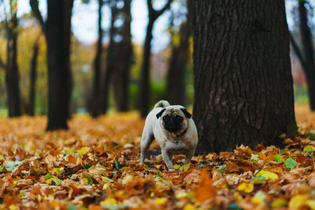 Purebred dog on the autumn lawn in the park during a walk. Autumn in the city park. Pug during a walk. Walk with pets to the park.の写真素材