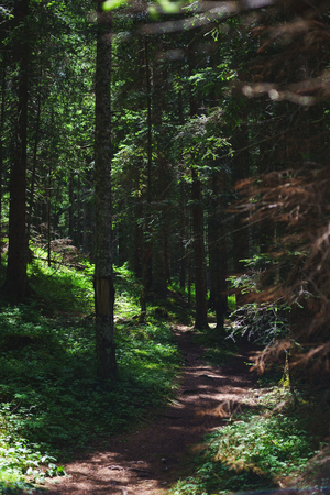 Hiking trail in the coniferous forest on a warm summer day. Forest landscape. Clean air and health tourism. Travel to Montenegro.の写真素材