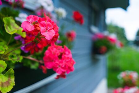 Small rustic wooden house blue board potted flowers garden outdoor recreation. Small household house in the garden. Flowers and nature. Soft focus.の写真素材