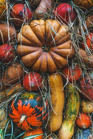 Harvest pumpkins of different size and color on the cut grass. Rustic Atmospheric autumn background. Hay and vegetables. Thanksgiving day and Halloween.の写真素材