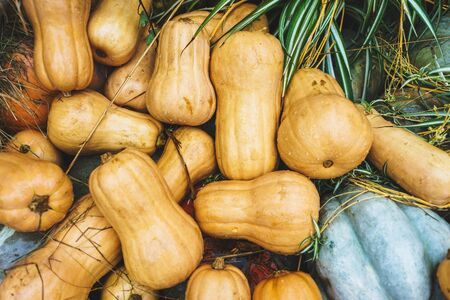 Harvest pumpkins of different size and color on the cut grass. Rustic Atmospheric autumn background. Hay and vegetables. Thanksgiving day and Halloween.の写真素材