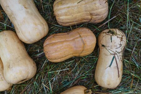 Harvest pumpkins of different size and color on the cut grass. Rustic Atmospheric autumn background. Hay and vegetables. Thanksgiving day and Halloween.の写真素材