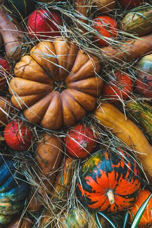 Harvest pumpkins of different size and color on the cut grass. Rustic Atmospheric autumn background. Hay and vegetables. Thanksgiving day and Halloween.の写真素材