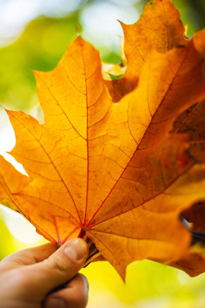 Bright yellow autumn leaves in a hand. Sun flare. Warm day in the autumn city park. Autumn...