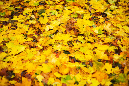 Bright yellow autumn leaves on the ground. Warm day in the autumn city park. Autumn background....