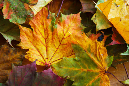 Bright yellow autumn leaves on the ground. Warm day in the autumn city park. Autumn background....