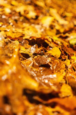 Bright yellow autumn leaves on the ground. Rainy day in the autumn city park. Autumn background. Maple leaves, symbol. Soft focus and beautiful bokeh.の写真素材