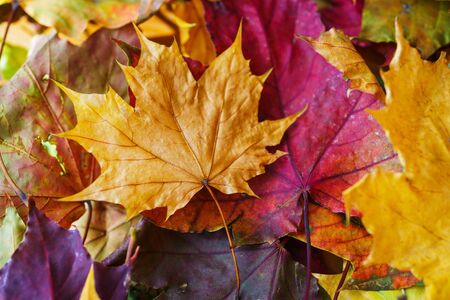 Bright yellow autumn leaves on the ground. Warm day in the autumn city park. Autumn background. Maple leaves, symbol. Soft focus and beautiful bokeh.の写真素材