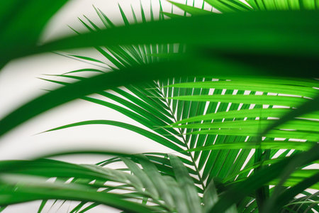 Abstract background of fresh green palm leaves. Greenery in the office, scenery. Palm leaves on a...