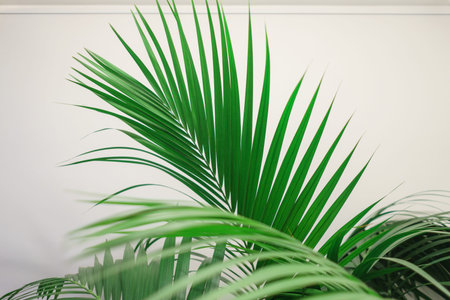 Abstract background of fresh green palm leaves. Greenery in the office, scenery. Palm leaves on a...