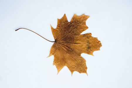 Dried dry maple leaves on white background. Autumn background, fall, thanksgiving day concept. Flat lay, top view with copy space.の写真素材
