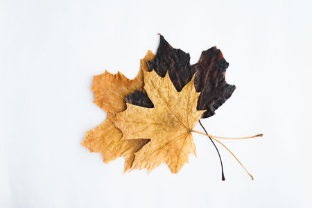 Dried dry maple leaves on white background. Autumn background, fall, thanksgiving day concept. Flat...