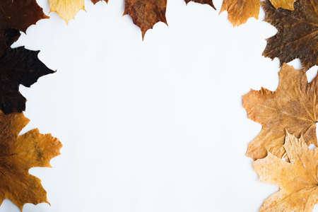 Dried dry maple leaves on white background.の写真素材