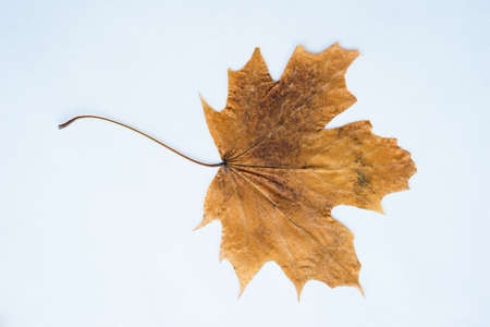 Dried dry maple leaves on white background.の写真素材