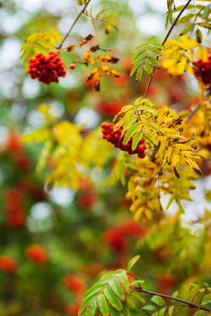 Bright red rowan berries on the branches of autumn trees in a city park. Nature. Ð¡olors of autumn.の写真素材