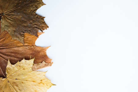Dried dry maple leaves on white background.の写真素材