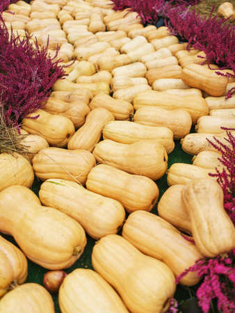 Harvest pumpkins of different sizes, sort, varieties and colors on fresh grass.の写真素材