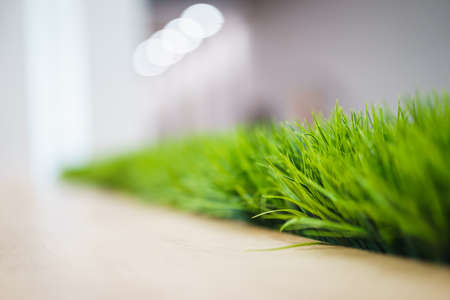 Fresh green grass in a wooden pot against a white wall in the office.の写真素材