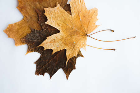 Dried dry maple leaves on white background.の写真素材