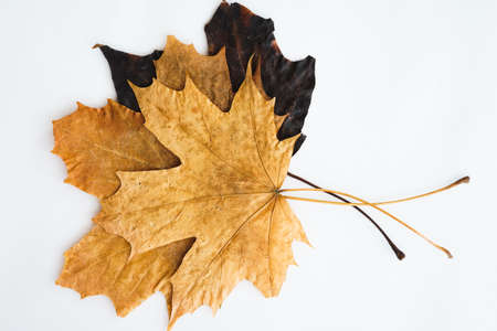 Dried dry maple leaves on white background.の写真素材