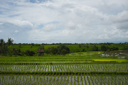 Traditional landscape of Southeast Asia: rice fields. Nature on the island of Bali, a village, a...