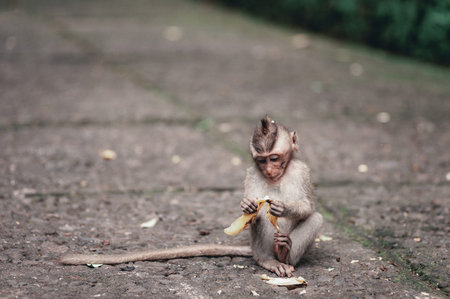 Monkeys on the territory of the Monkey Forest - a temple complex in Ubud among the tropical jungle....