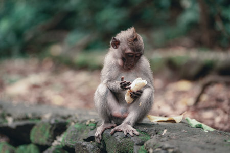 Monkeys on the territory of the Monkey Forest - a temple complex in Ubud among the tropical jungle....