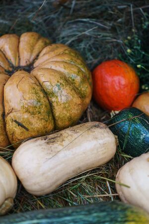 Rustic vintage background with many different pumpkins. Harvest pumpkins of different sizes, sort, varieties and colors on fresh grass. Thanksgiving Day concept の写真素材