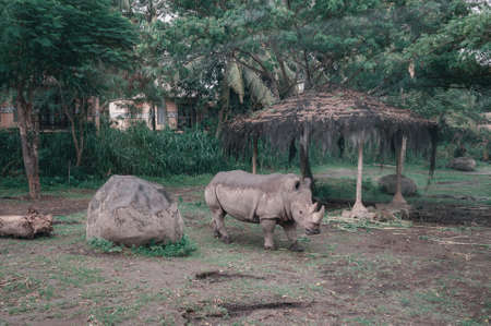 BALI, SAFARI AND MARINE PARK SPRING, 2020: African rhino in its natural habitat. Safari and marine park on the island. Sights and interesting places for tourists, travel to Bali.のeditorial素材