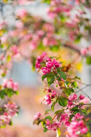 Flowering branches of sakura, cherry, apple tree in the spring garden. Spring Flowers on the branches close-up. Spring and the birth of life. Sun glare in branches. Soft focus, bokeh, beautiful blur.の写真素材
