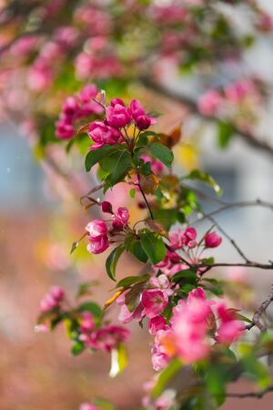 Flowering branches of sakura, cherry, apple tree in the spring garden. Spring Flowers on the branches close-up. Spring and the birth of life. Sun glare in branches. Soft focus, bokeh, beautiful blur.の写真素材
