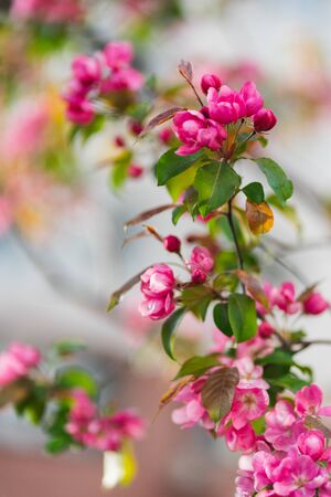 Flowering branches of sakura, cherry, apple tree in the spring garden.の写真素材