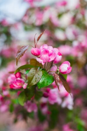 Flowering branches of sakura, cherry, apple tree in the spring garden. Spring Flowers on the branches close-up. Spring and the birth of life. Sun glare in branches. Soft focus, bokeh, beautiful blur.の写真素材