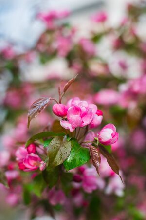 Flowering branches of sakura, cherry, apple tree in the spring garden.の写真素材