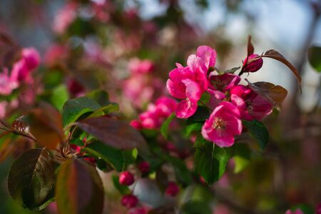 Flowering branches of sakura, cherry, apple tree in the spring garden. Spring Flowers on the branches close-up. Spring and the birth of life. Sun glare in branches. Soft focus, bokeh, beautiful blur.の写真素材