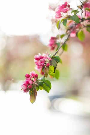 Flowering branches of sakura, cherry, apple tree in the spring garden. Spring Flowers on the branches close-up. Spring and the birth of life. Sun glare in branches. Soft focus, bokeh, beautiful blur.の写真素材
