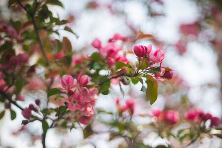 Flowering branches of sakura, cherry, apple tree in the spring garden. Spring Flowers on the branches close-up. Spring and the birth of life. Sun glare in branches. Soft focus, bokeh, beautiful blur.の写真素材